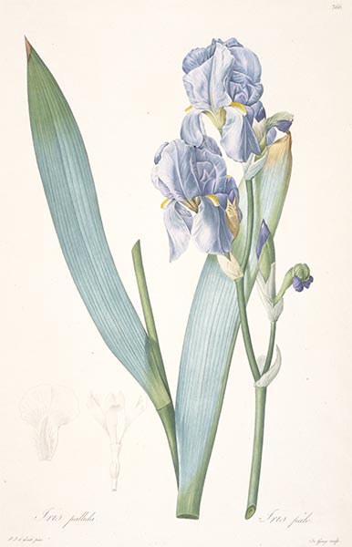 Iris pale, 1813 | Pierre-Joseph Redouté | Gemälde Reproduktion