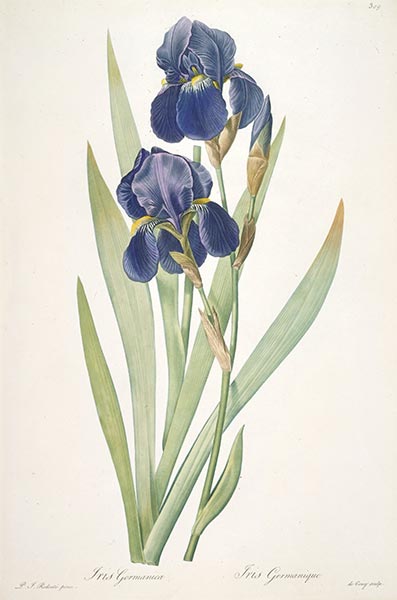 Iris germanica (Bearded Iris), 1812 | Pierre-Joseph Redouté | Gemälde Reproduktion