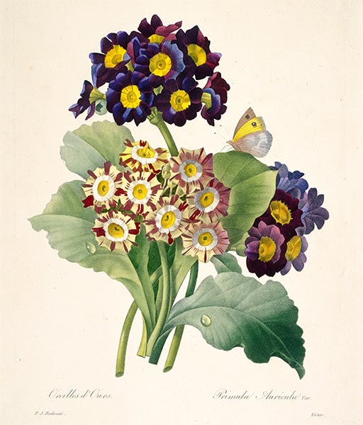 Primula auricula (Primroses), 1827 | Pierre-Joseph Redouté | Painting Reproduction