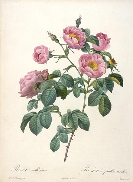 Rosier a feuilles molles, c.1817/24 | Pierre-Joseph Redouté | Painting Reproduction