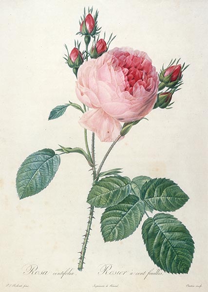 Rosier a cent feuilles, c.1817/24 | Pierre-Joseph Redouté | Gemälde Reproduktion