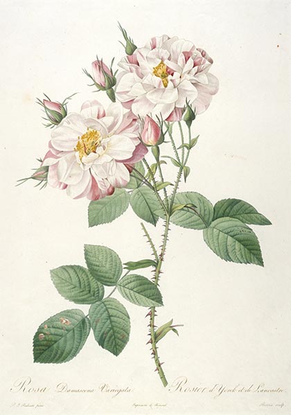 Rosa damascene variegata, c.1817/24 | Pierre-Joseph Redouté | Painting Reproduction