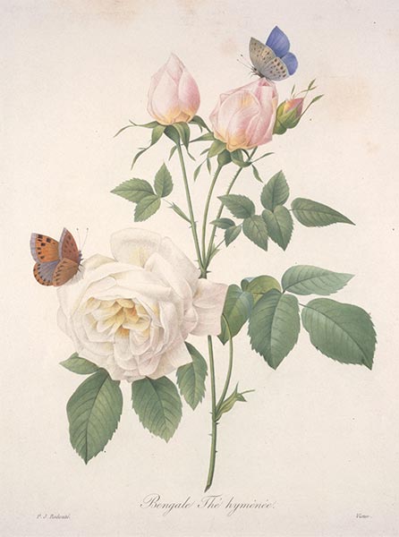 Bengale Thé hyménée, 1827 | Pierre-Joseph Redouté | Gemälde Reproduktion
