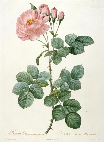 Rosier Aurore Poniatowska, c.1817/24 | Pierre-Joseph Redouté | Gemälde Reproduktion
