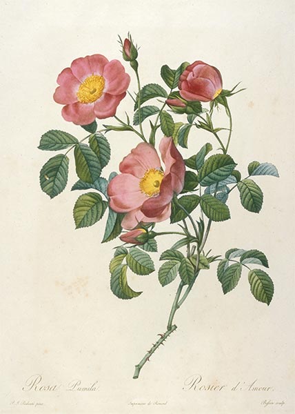 Rosier d'Amour, c.1817/24 | Pierre-Joseph Redouté | Painting Reproduction
