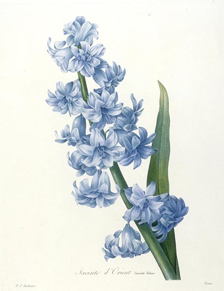 Jacinte d'Orient. Variete bleue, 1827 | Pierre-Joseph Redouté | Gemälde Reproduktion