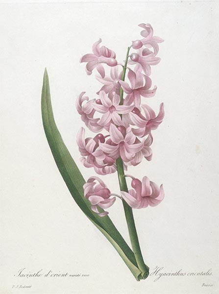 Jacinthe d'orient, rose (Hyacinth), 1827 | Pierre-Joseph Redouté | Painting Reproduction