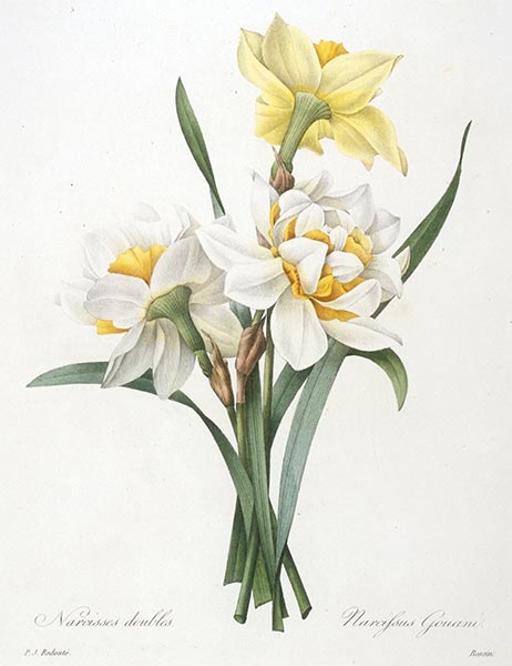 Narcissus gouani (Double Daffodil), 1827 | Pierre-Joseph Redouté | Gemälde Reproduktion