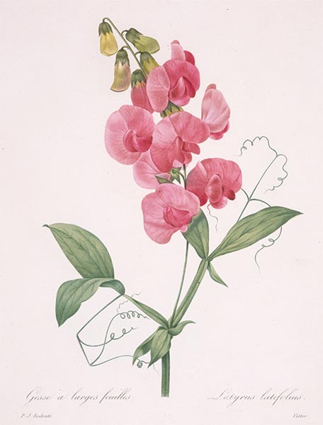 Lathyrus latifolius (Everlasting Pea), 1827 | Pierre-Joseph Redouté | Gemälde Reproduktion