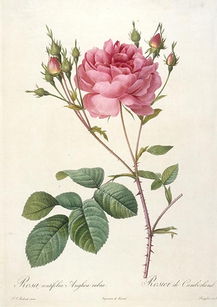 Rosa centifolia angelica rubra, c.1817/24 | Pierre-Joseph Redouté | Gemälde Reproduktion