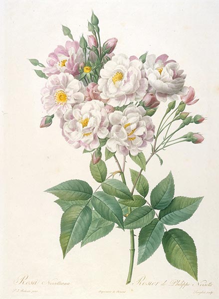 Rosa noisettiana, c.1817/24 | Pierre-Joseph Redouté | Painting Reproduction