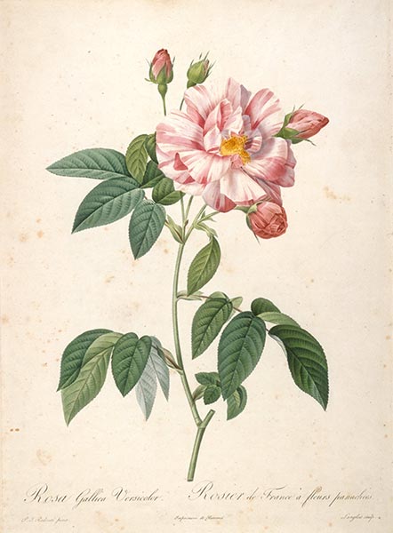 Rosier de France a fleurs panachees, c.1817/24 | Pierre-Joseph Redouté | Gemälde Reproduktion