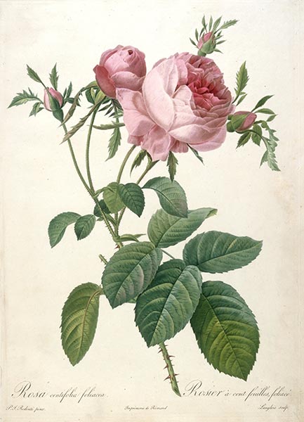 Rosier a cent feuilles, foliace, c.1817/24 | Pierre-Joseph Redouté | Painting Reproduction