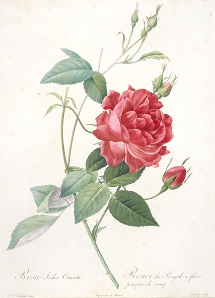 Rosa indica cruenta, c.1817/24 | Pierre-Joseph Redouté | Gemälde Reproduktion