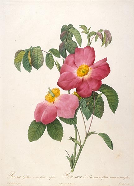 Rosier de Provinsi a fleurs roses et simples, c.1817/24 | Pierre-Joseph Redouté | Painting Reproduction
