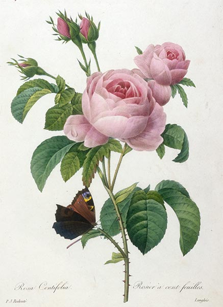 Rosier a cent feuilles, 1827 | Pierre-Joseph Redouté | Gemälde Reproduktion