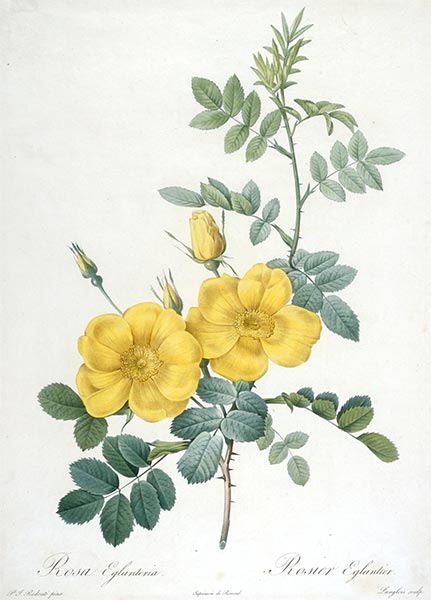 Rosier Eglantier, 1827 | Pierre-Joseph Redouté | Gemälde Reproduktion