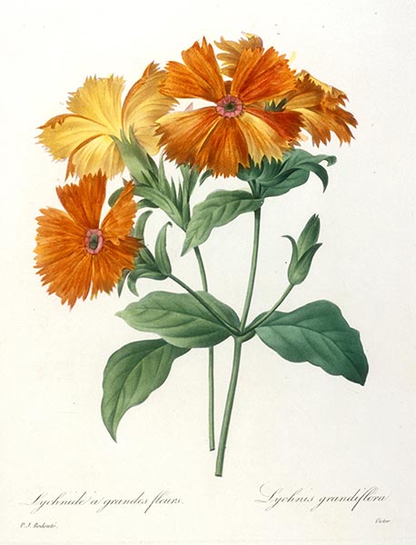 Lychnide a grandes fleurs, 1827 | Pierre-Joseph Redouté | Gemälde Reproduktion