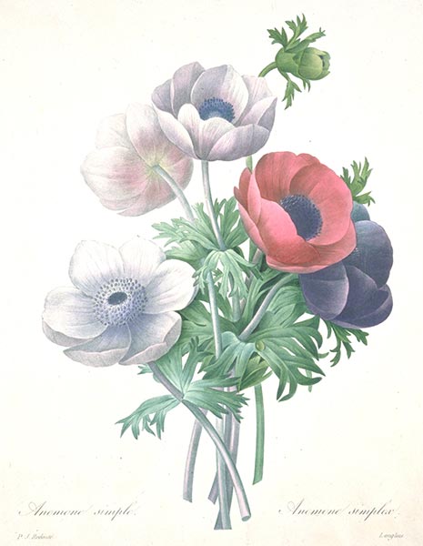 Anemone simple, 1827 | Pierre-Joseph Redouté | Gemälde Reproduktion