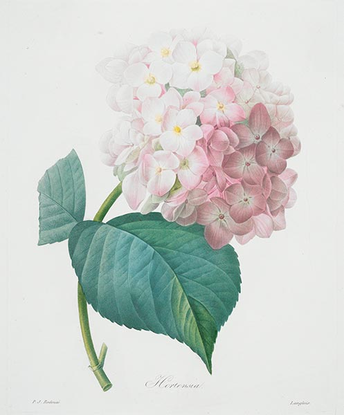 Hortensia, 1827 | Pierre-Joseph Redouté | Painting Reproduction