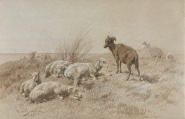 Schafe, 1861 von Rosa Bonheur | Gemälde-Reproduktion