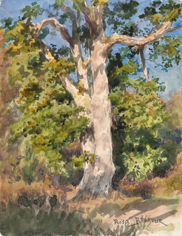 Tree Study, c.1842/99 | Rosa Bonheur