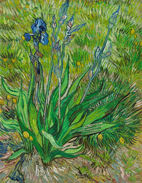 The Iris, 1889 | Vincent van Gogh | Painting Reproduction