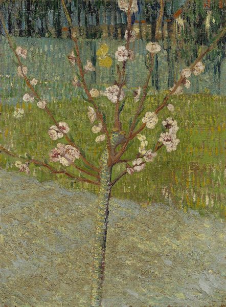 Mandelbaum in Blüte, 1888 von Vincent van Gogh | Gemälde-Reproduktion
