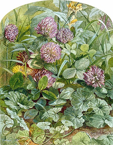 Red Clover with Butter-and-Eggs and Ground Ivy, 1860 | William Trost Richards | Painting Reproduction