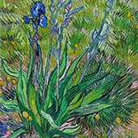 Silk Scarf | The Iris | Vincent van Gogh | Original Painting Thumb