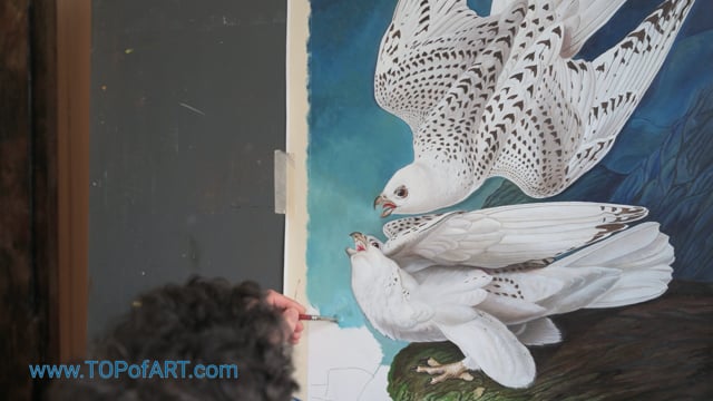 Audubon | Weißer Gyrfalken | Gemälde Reproduktion Video von TOPofART